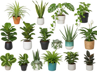 Fototapeta premium Collection of indoor plants isolated on transparent background