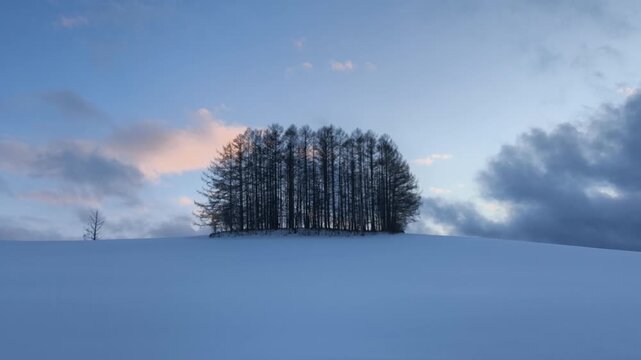 Mild Seven Hill Larch Trees at Sunset in Winter, Biei, Hokkaido, Japan