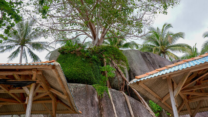 Unique tropical tree roots growing between massive granite rocks near a beach hut at Siangau Beach, Bangka, Indonesia.