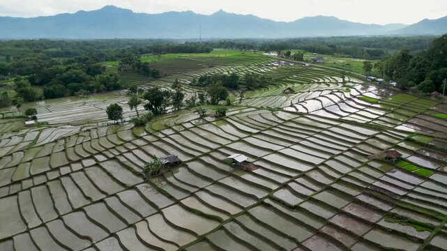 An aerial view of the geometric patterns of the Wonogiri rice terraces, Java, Indonesia. Distant mountains under clouds.