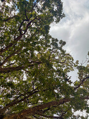 Fototapeta premium Looking up through forest trees toward bright cloudy sky