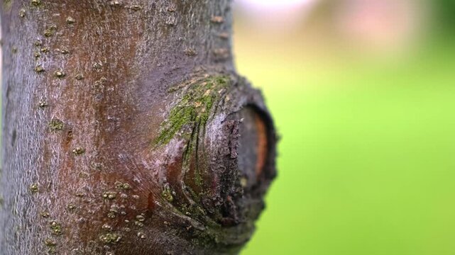  Close-up of a stump from a cut branch on a tree. Gardening concept. Proper pruning of fruit trees. Protection against pests, garden rot and other tree diseases. High quality 4k footage