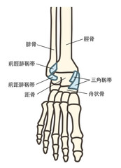 前面から見た足の骨格・足関節と主要な靱帯