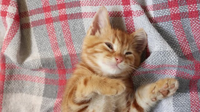 4k Cute ginger kittens sleeping on a blanket. Cat's dream. The concept of Happy adorable feline pets.