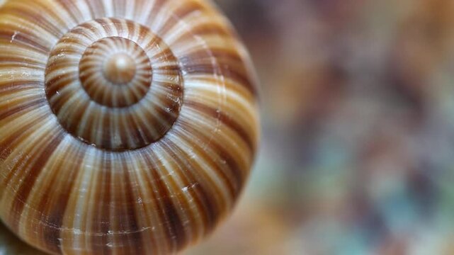 Close-up of brown spiral seashell on colorful beach background, highlighting natural textures