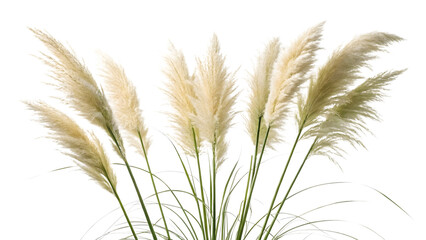Beautiful fluffy white pampas grass plumes stand tall with delicate feathery tops on transparent background