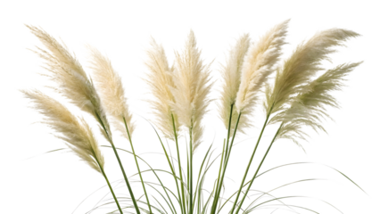 Beautiful fluffy white pampas grass plumes stand tall with delicate feathery tops on transparent background