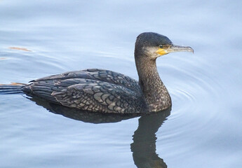 Great Cormorant (Phalacrocorax carbo) on the water