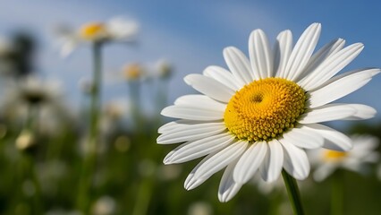 Naklejka premium A vibrant field of white daisies with yellow centers, one in the foreground sharp and detailed, against a soft, blurred backdrop of green stems and blue sky.