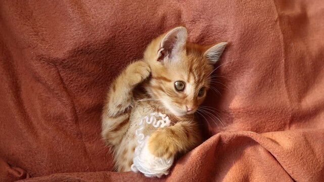 cute red kitten with a ball of thread lying on his back looks at the camera, top view	
