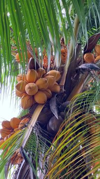 A branch of a tropical tree with coconuts, illuminated by sunlight. Tropical fruits. An orange coconut palm, tropical plants on the streets of Kuala Lumpur. A cluster of coconuts. Exotic vegetation.4К