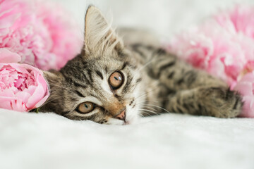 Charming tabby kitten with striking eyes lies among lush pink peonies, conveying a sense of calm and beauty © Elen Nika