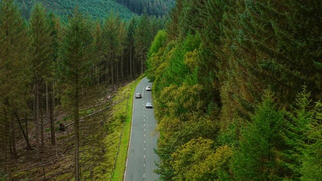 Vehicles driving through green mountain forest road surrounded by dense trees. Cars moving along scenic valley improving mobility and strengthening global connectivity through natural infrastructure