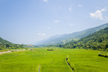 Obraz premium Expansive rice paddies stretch across a wide valley bordered by lush forested hills and distant blue mountains under a clear sky in northern Vietnam. Bright sunlight enhances the vivid green tones and