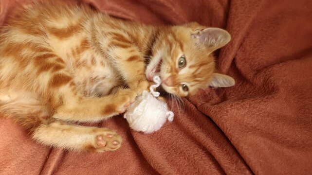 a very cute funny ginger kitten is lying on its back playing with a ball of yarn and looking at the camera