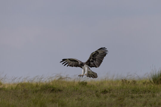 View of a majestic bird of prey swooping low over the grassy plains, its wings spread wide against the pale sky, Lolgorian, Rift valley, Kenya.