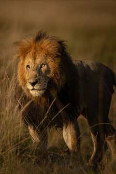 View of a regal male lion with a magnificent mane strides through the tall, golden grasses, bathed in the warm glow of the African sun, Narok, Kenya.