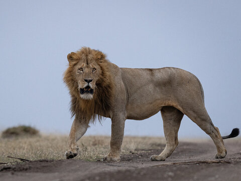 View of a majestic male lion with a golden mane strides confidently across the dusty African plains under a muted sky, Narok, Rift valley, Kenya.