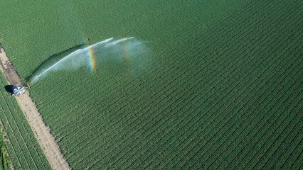 Fototapeta premium Rotary sprinkler irrigates a vast green crop field from above, spraying water that catches a faint rainbow, showcasing precision farming and resilient water management strategies
