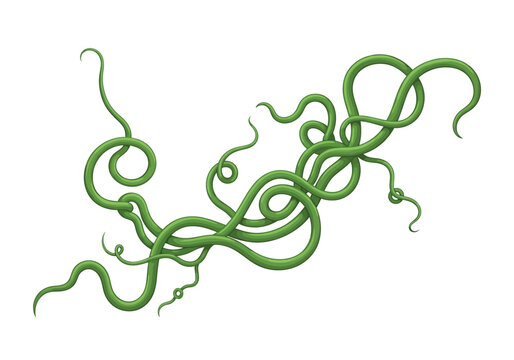 Tangled green vines illustration on a white background from a close-up viewpoint