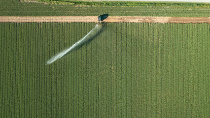 Obraz premium Green farm field rows watered by a rotary sprinkler system, aerial view showing efficient irrigation for sustainable crop growth, climate adaptation and productive agriculture