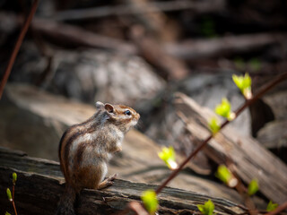 Wild Hokkaido chipmunk sitting on a fallen log with fresh spring buds, Hokkaido.