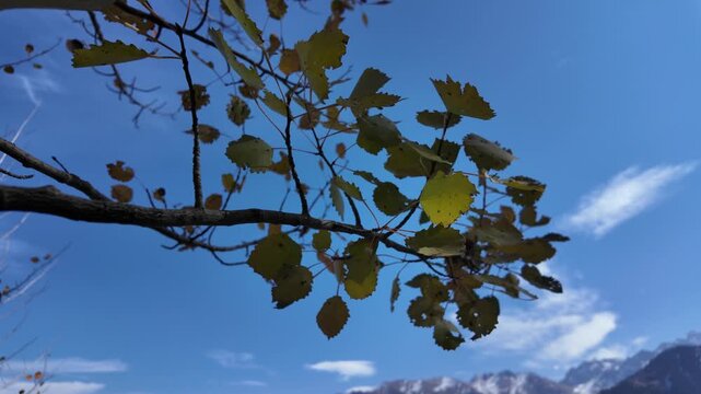 Autumn Birch Branch Transitioning to Mountain Panorama in 4K