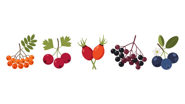 Colorful flat vector illustration of various wild berries rowan hawthorn rose hips elderberries and blueberries.