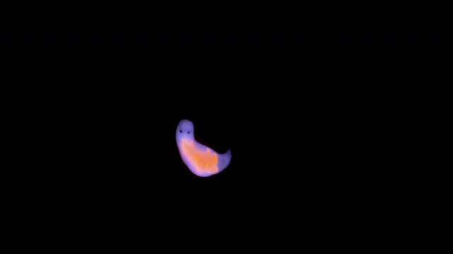 Turbellaria worm under the microscope, Platyhelminthes. Under ultraviolet light. Sea of Okhotsk