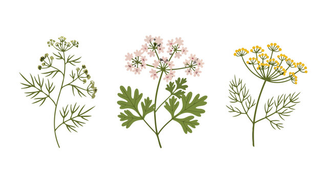 Stylized illustrations of fresh culinary herbs dill cilantro and fennel plants with distinct leaves and flowers.