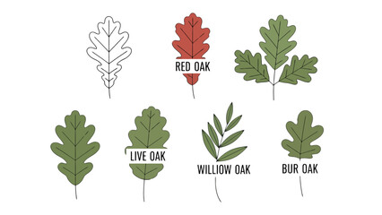 Stylized collection of various oak leaf types featuring green red and outline designs with distinct lobed shapes.