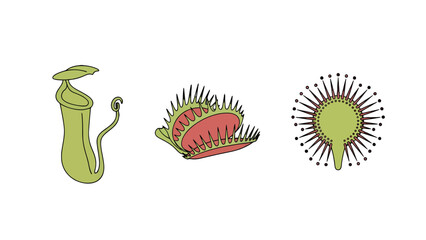 Vibrant cartoon illustrations of three unique carnivorous plants pitcher Venus flytrap and sundew.