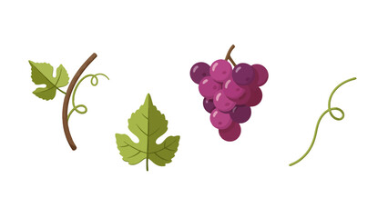 Vibrant purple grape bunch green leaves and curling tendrils vector illustration set.