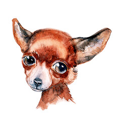 Chihuahua portrait