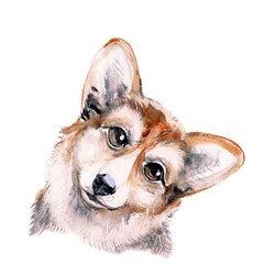 Corgi portrait