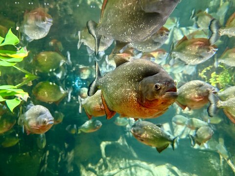 Group of piranhas swimming underwater and looking directly at the camera. Close-up view of predatory freshwater fish in natural aquatic environment. Concept of wildlife, danger, nature and underwater 