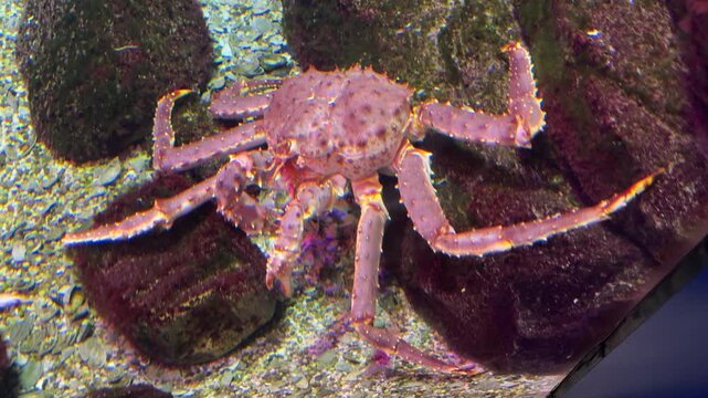 Close-up video of a live Kamchatka (red king) crab inside an aquarium. The crab moves its legs and claws while resting on the bottom, showing detailed textures of the shell and natural behavior. Suita