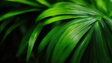 Obraz premium Close-up of vibrant green palm fronds. Concept Palm Frond Macro, Vibrant Green Foliage, Tropical Leaves, Leaf Texture, Nature Close-Up