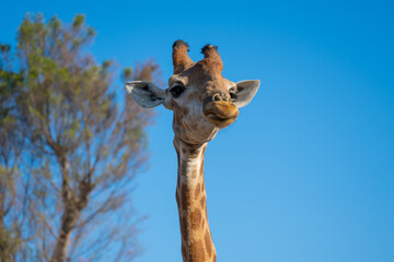 Close-up of a giraffe's facial expression