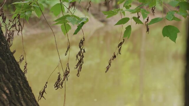 hanging seed clusters over calm water, dried catkins droop from branch, golden reflection on riverbank, muted autumn palette, painter sketches shoreline, angler casts line, walker strolls past reeds,