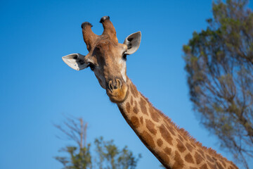 Close-up of a giraffe's facial expression
