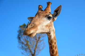 Close-up of a giraffe's facial expression