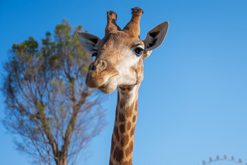 Fototapeta premium Close-up of a giraffe's facial expression