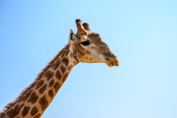 Close-up of a giraffe's facial expression