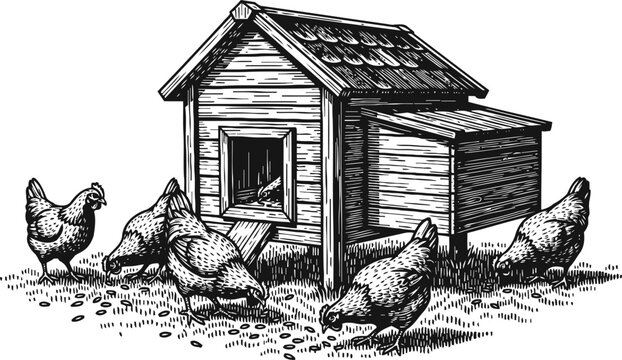 Hand drawn chicken coop with chickens pecking around in the yard farm animals raising poultry illustration