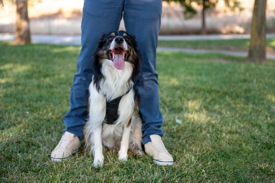 Border collie dog sitting happily between owner's legs in park