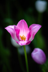 Fototapeta premium Flowers tulips. Glade of yellow, pink and white fresh tulips. Tulip flower field. Flowers background Spring flowers. Beautiful flowers of tulips.