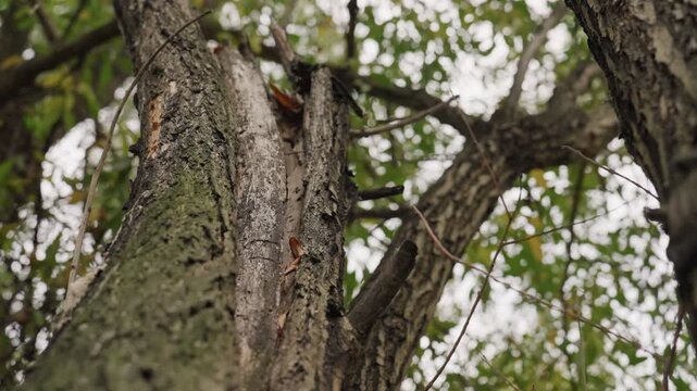 close up on split mossy trunk, exposed inner wood and deep fissure, lichen patches and damp bark texture, overcast light filtering through canopy, moody intimate study suitable for ecology