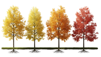 Four colorful trees isolated on transparent background with yellow orange and red leaves