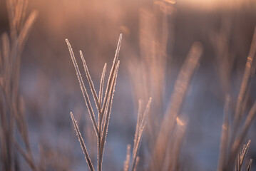 Zimowe suche rośliny w szronie, ciepłe światło poranka